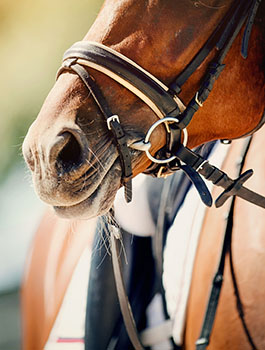 horse with bridle bit in its mouth