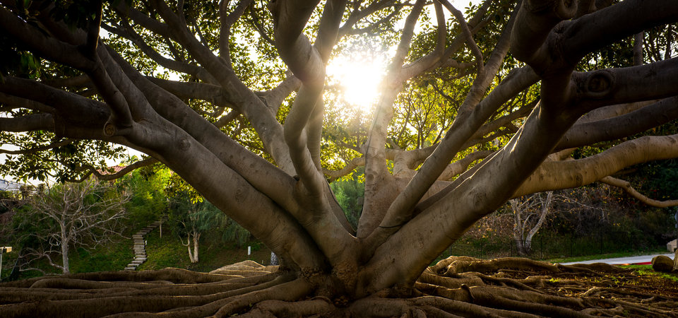 The sun shines through the branches of a large tree