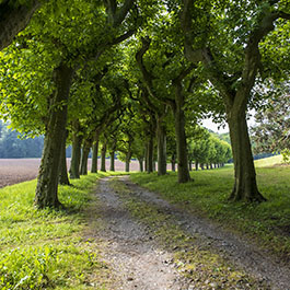 Château d'Hauteville tree-lined path