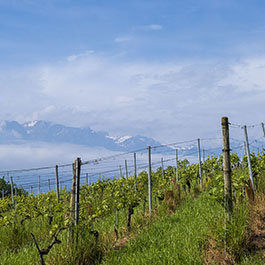 Château d'Hauteville vineyard and Alps view