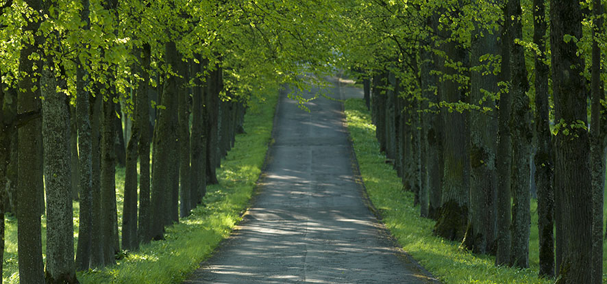Treelined Driveway for Chateau d'Hauteville