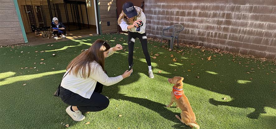 people playing with a shelter dog 