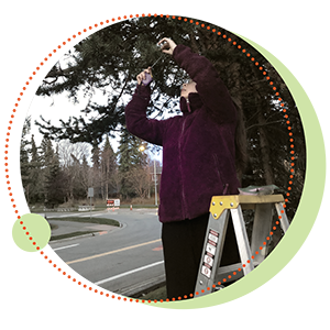 Student takes samples from a ponderosa pine