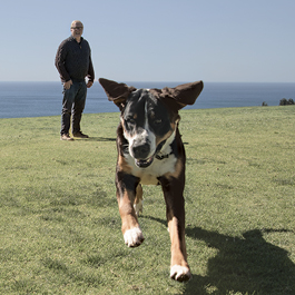 dog running