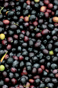 Olives - Pepperdine Magazine