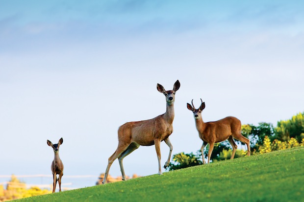 Deer Spotting - Pepperdine Magazine