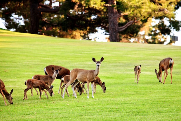 Deer Spotting - Pepperdine Magazine