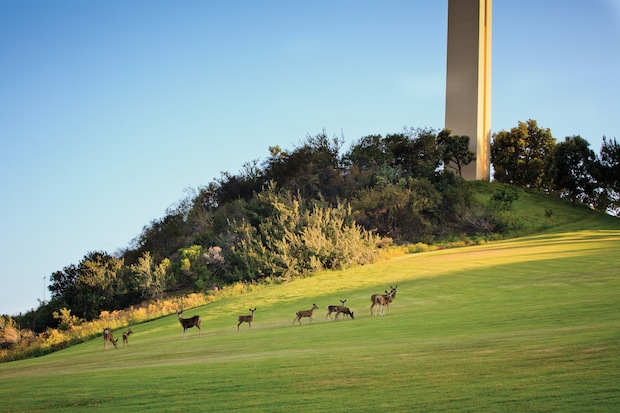 Deer Spotting - Pepperdine Magazine