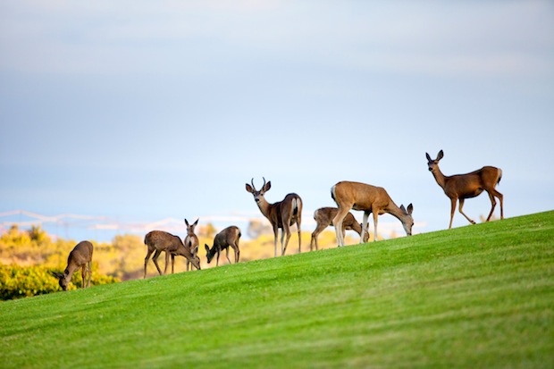 Deer Spotting - Pepperdine Magazine