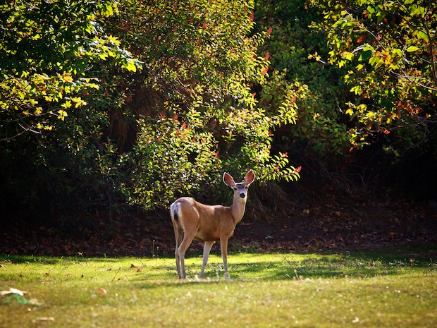 Deer Spotting - Pepperdine Magazine