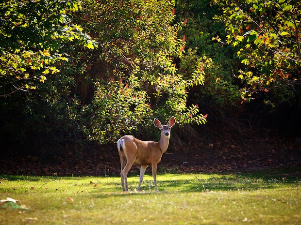 Deer Spotting - Pepperdine Magazine