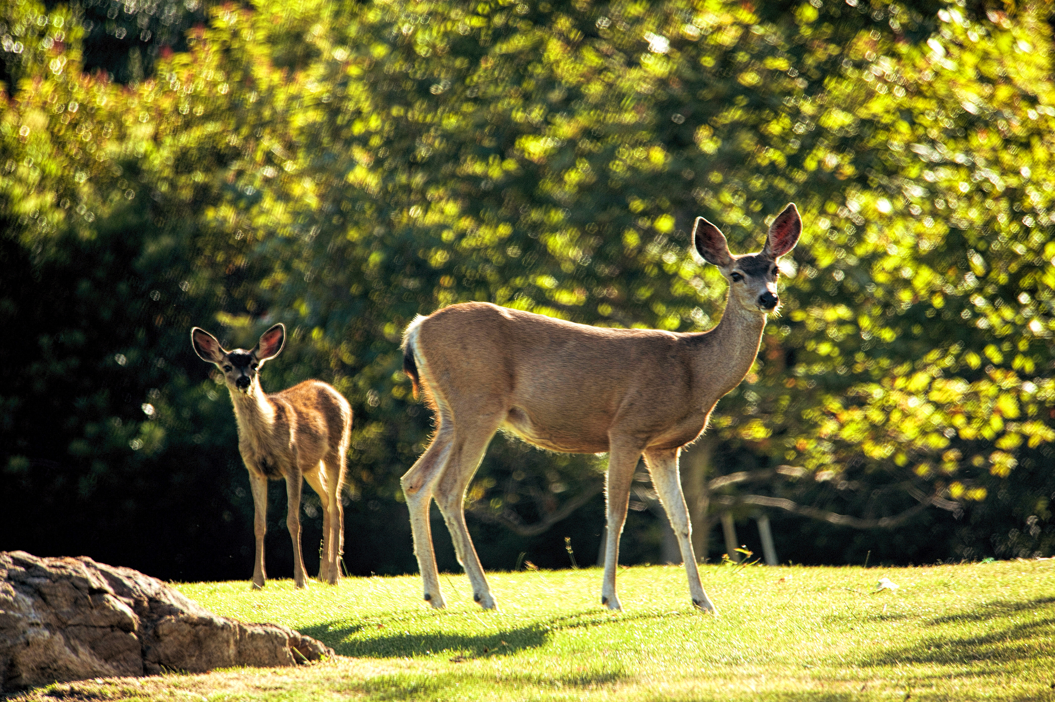 Deer Spotting - Pepperdine Magazine