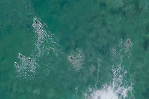 Surfers in the ocean - Pepperdine Magazine