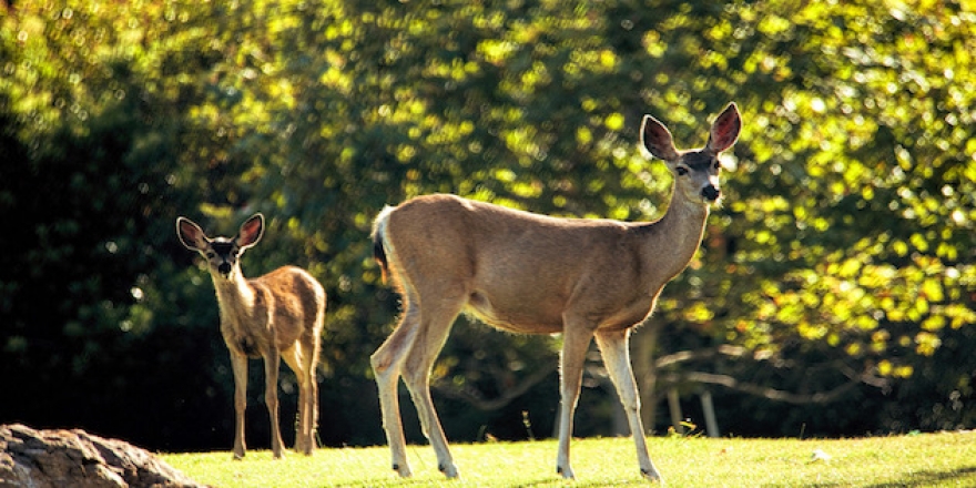 Deer - Pepperdine Magazine