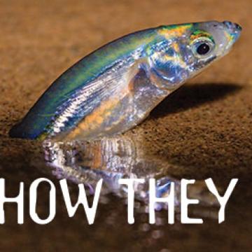 Grunion - Pepperdine Magazine