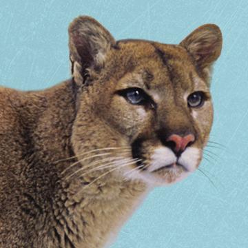 Mountain Lion Watch - Pepperdine Magazine