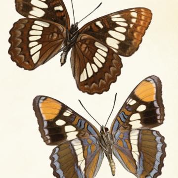 The Butterfly Effect - Pepperdine Magazine