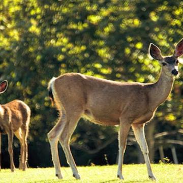 Deer - Pepperdine Magazine