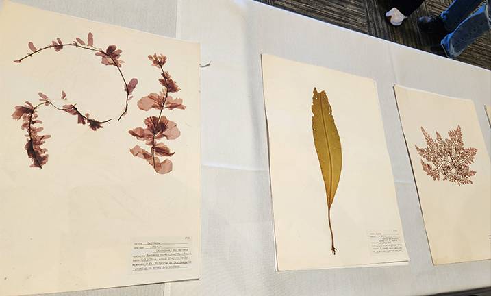 A number of Davis's pressed algae specimens