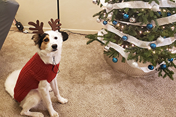 Pets of Pepperdine Libraries