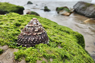 A taste of the marine life present