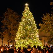 Annual Christmas tree lighting