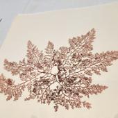 Stephen D. Davis's algae collection