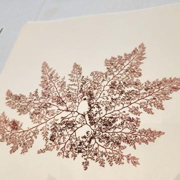 Stephen D. Davis's algae collection