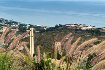 View of theme tower through surrounding vegetation