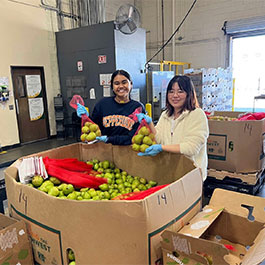 Students participating in a food drive, packaging apples