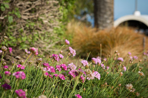 Flowers - Pepperdine University