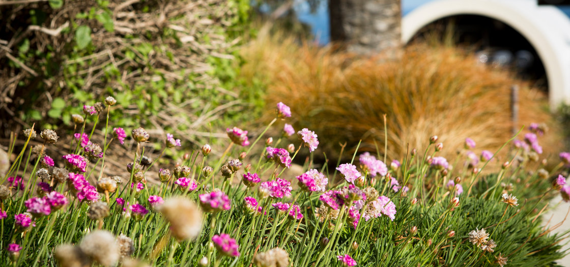 Pink flowers - Pepperdine University